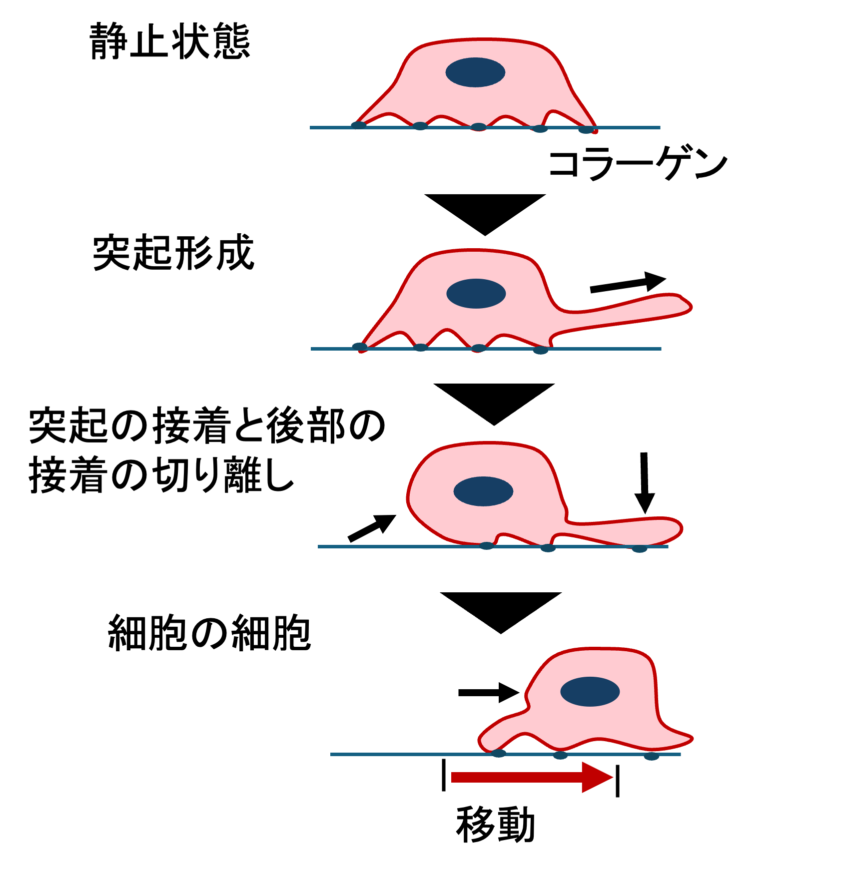 図1：細胞移動の全体像 ── 突出・接着・収縮・前進のサイクル