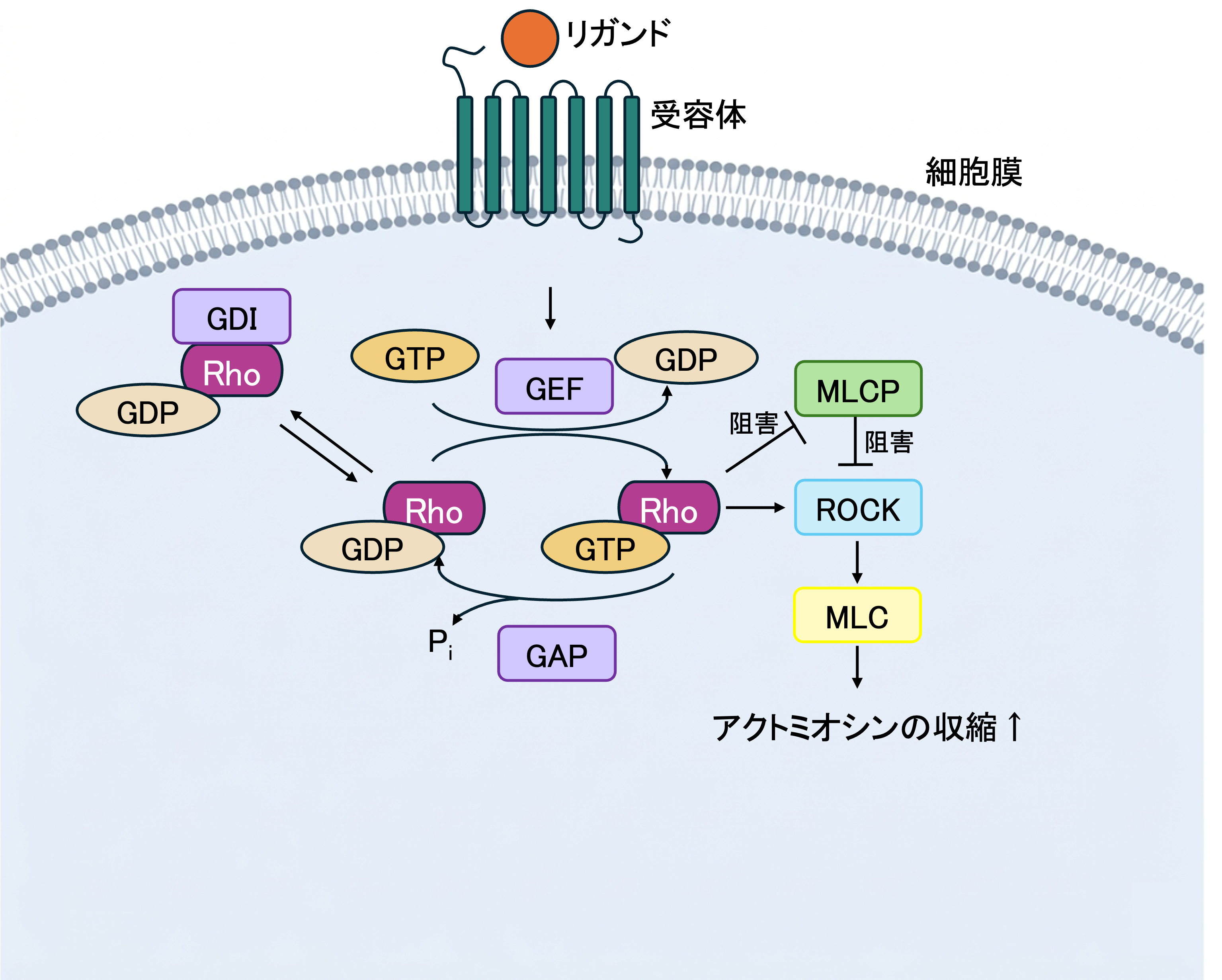 図2：GTPase分子スイッチの仕組み（RhoAを例に）