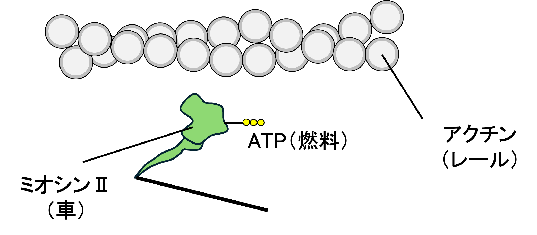 図4：アクチンとミオシンの収縮のイメージ
