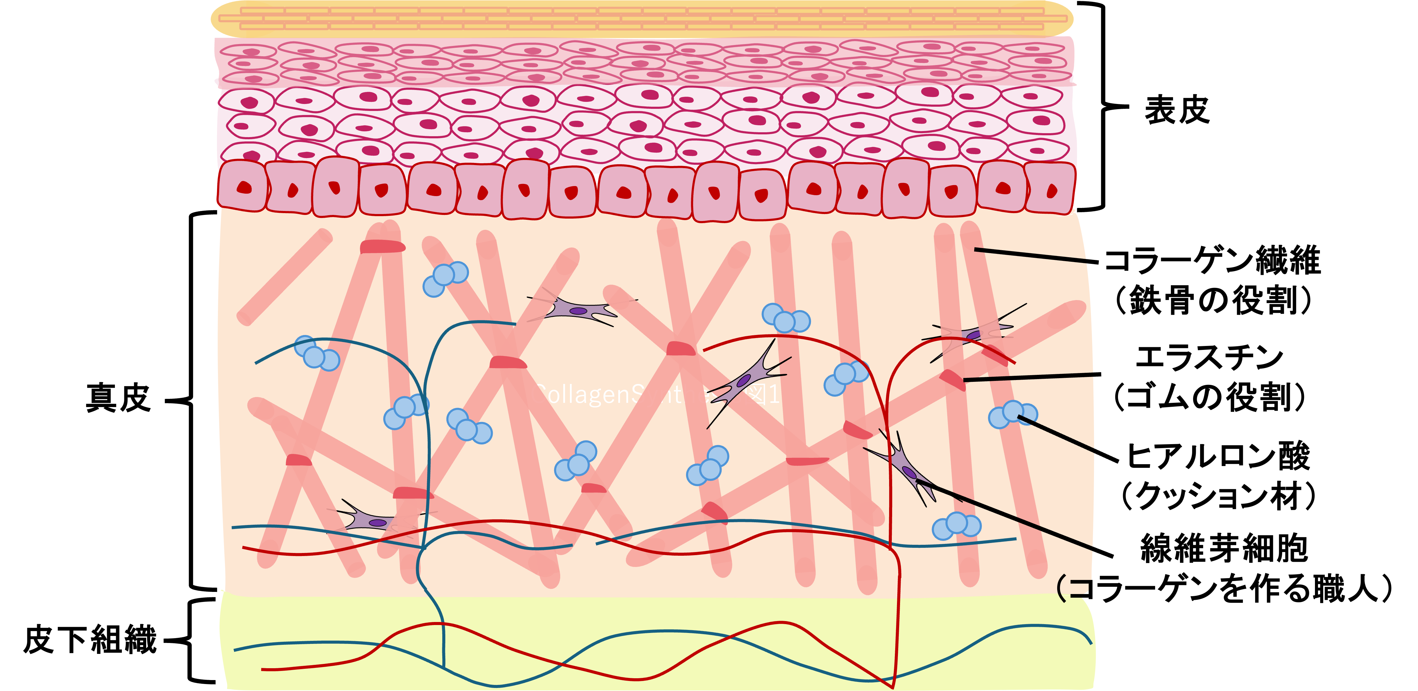 図1：皮膚の構造とコラーゲンの関係