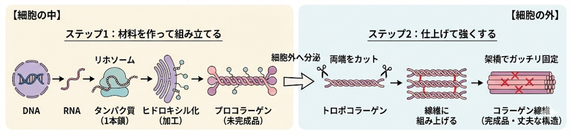 図2：コラーゲンができるまでの流れ