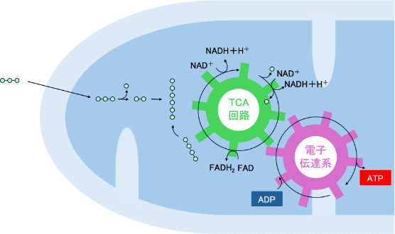 ミトコンドリアがピルビン酸を取り込んでからATPを合成するまでの過程
