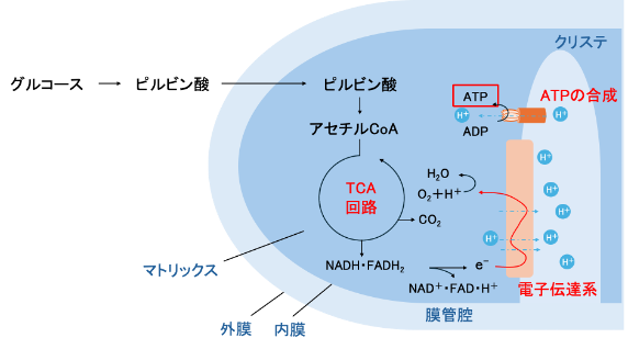 より詳細なミトコンドリアにおけるATP合成プロセス