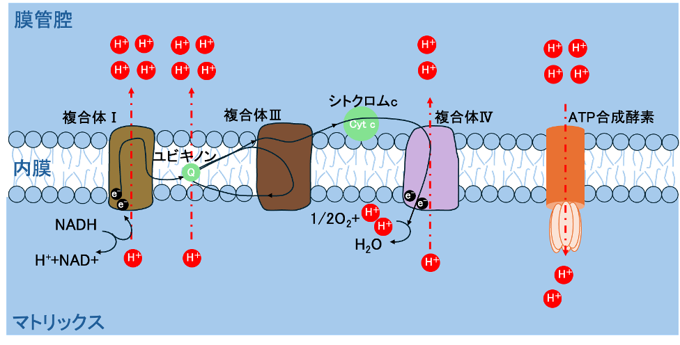ミトコンドリアのクリステでATPが生み出される仕組み