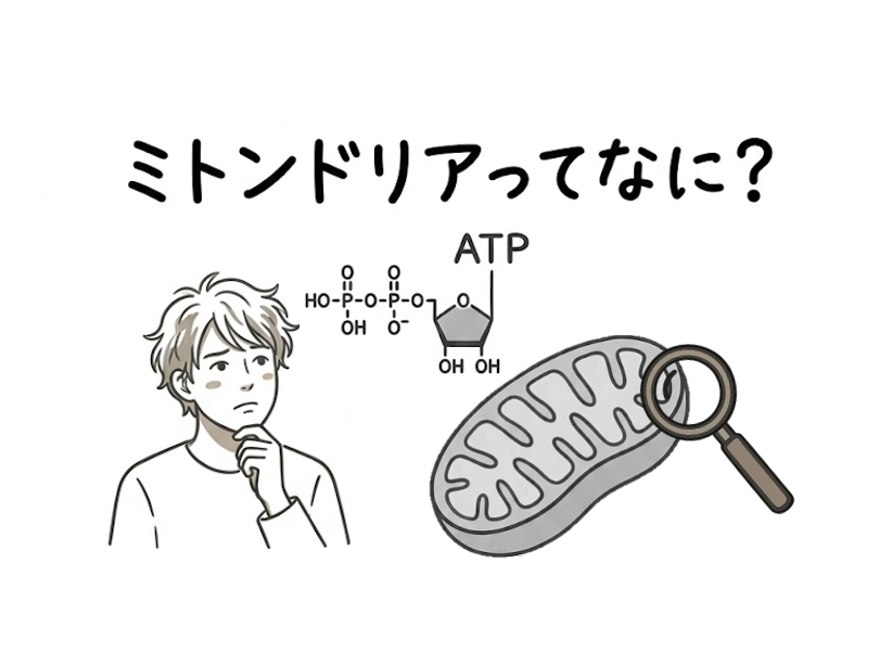 ミトコンドリアの基礎：エネルギー工場の仕組みと起源