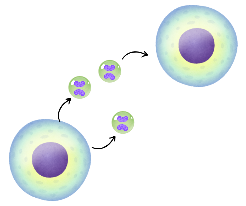 細胞外小胞（EV）