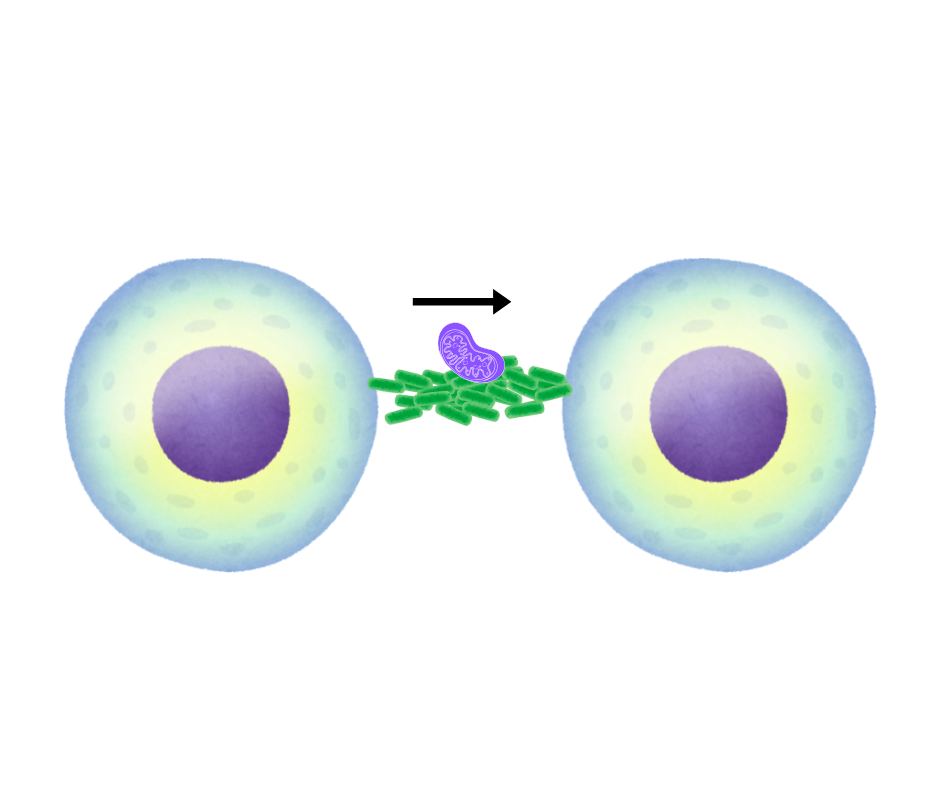 トンネリングナノチューブ（TNT）