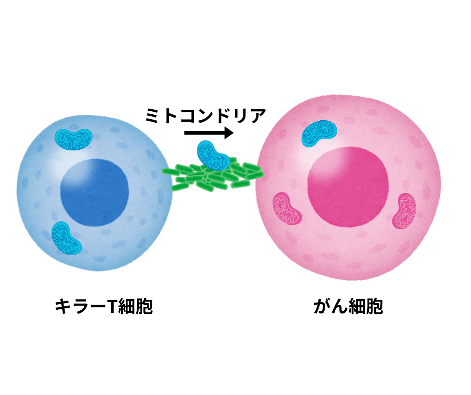 T細胞からがん細胞へのミトコンドリア転移