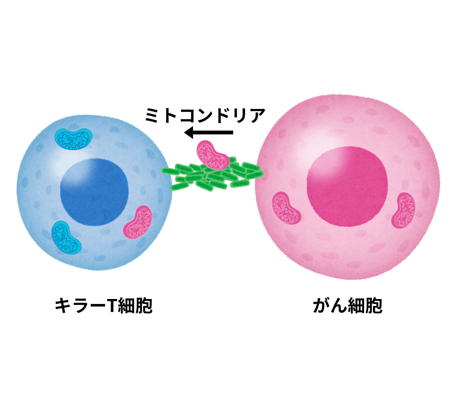 がん細胞からT細胞へのミトコンドリア転移