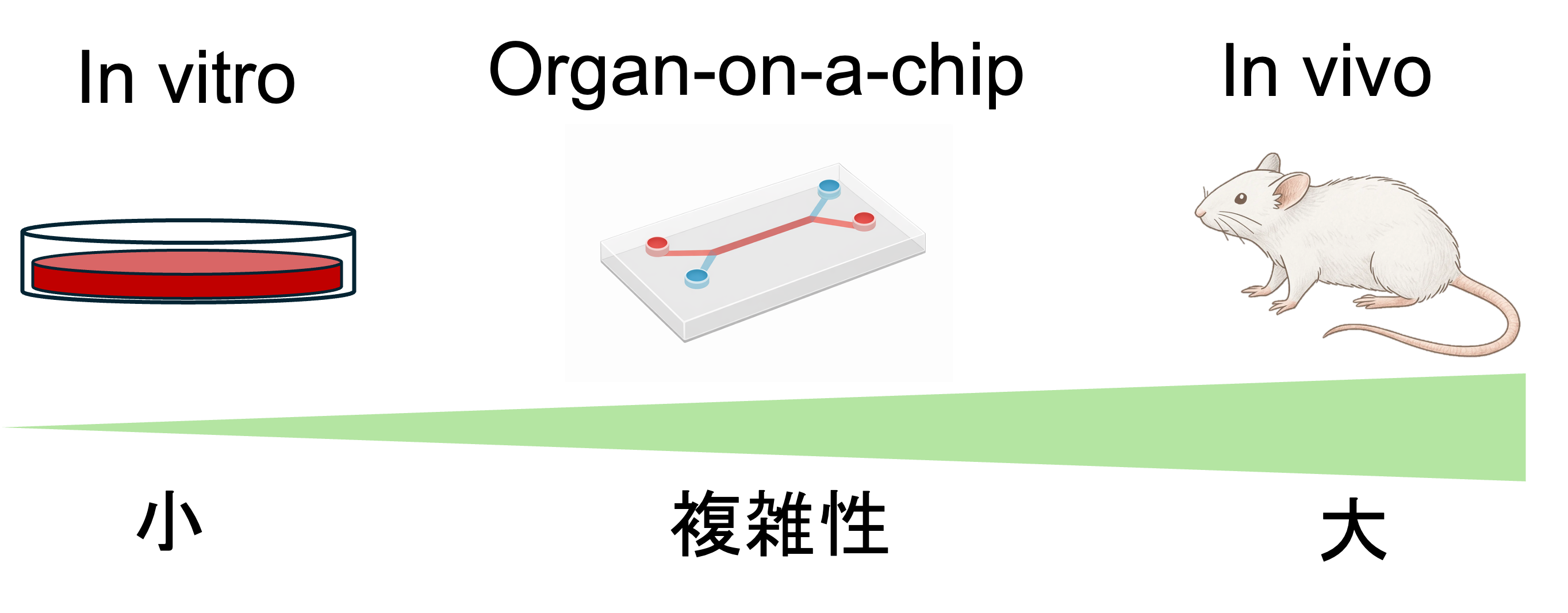図1：In vivoとIn vitroの比較とOrgan-on-a-chipの位置づけ