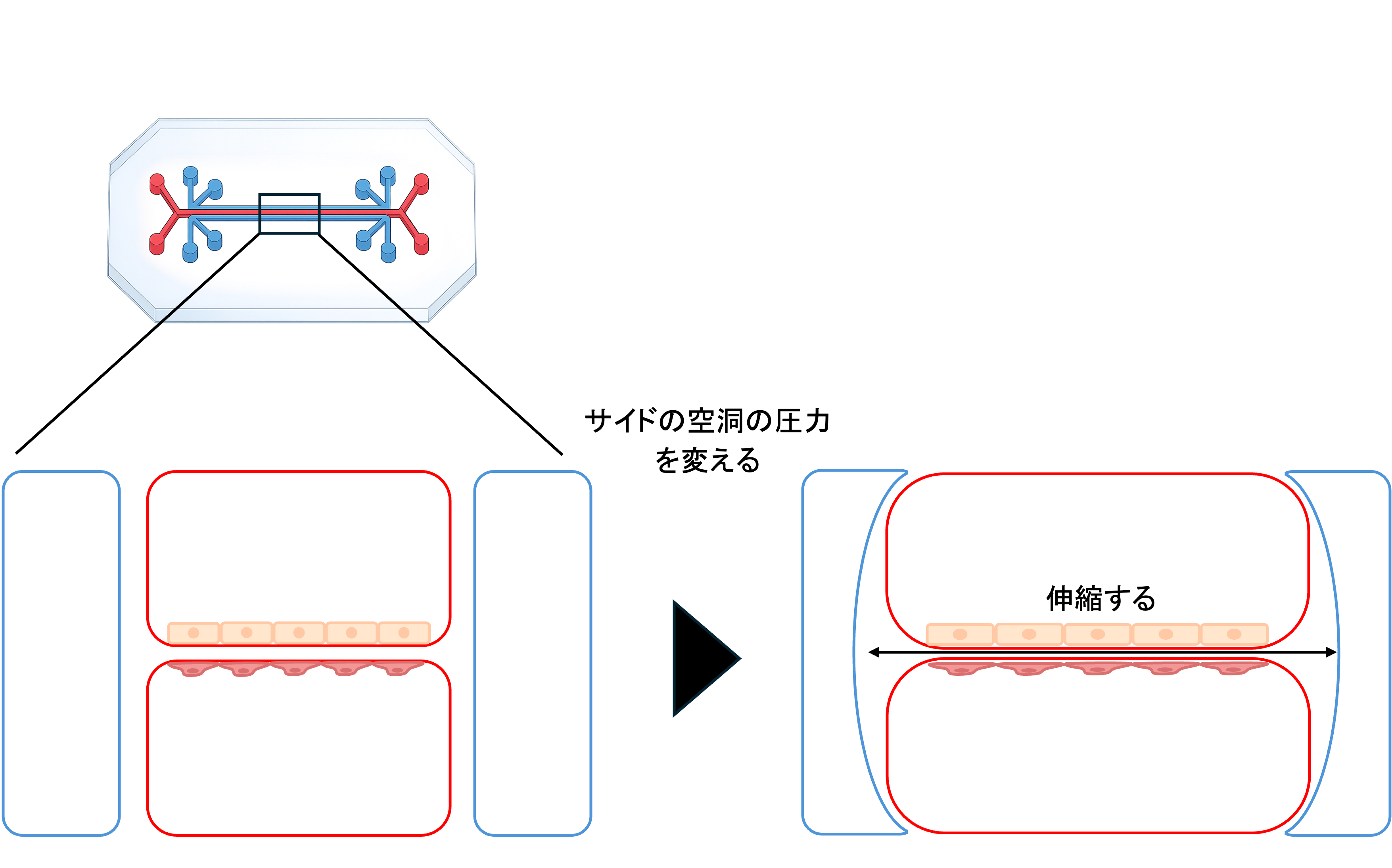 図2：肺on-a-chipの構造と機械的刺激の再現