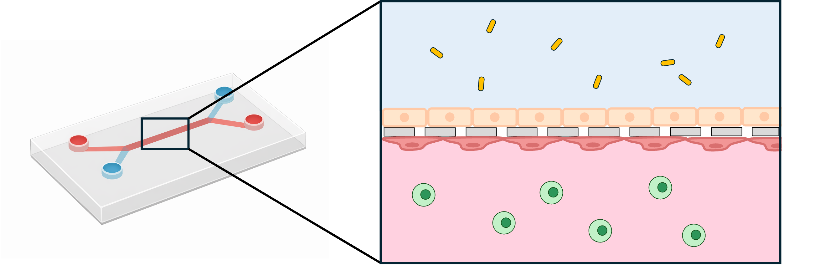 図3：腸管チップを用いた微生物とがん細胞の相互作用研究