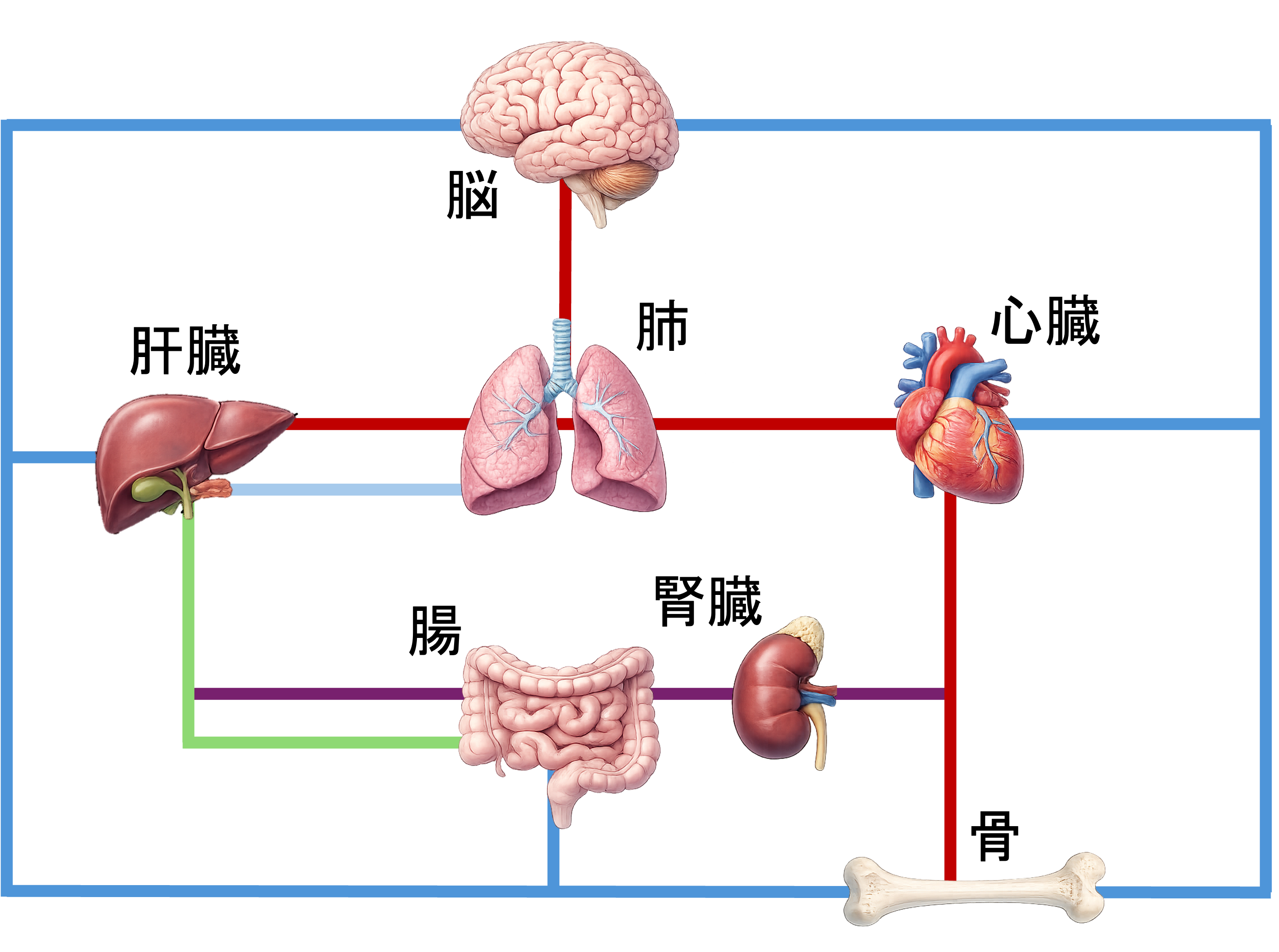 図4：多臓器ネットワークチップの概念図